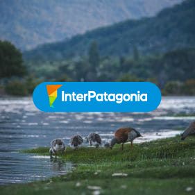Aves en el rio