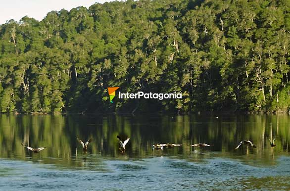 Cauquenes reales en la laguna Verde - Junn de los Andes