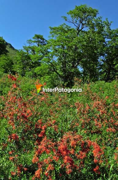 Notros en flor - Junn de los Andes