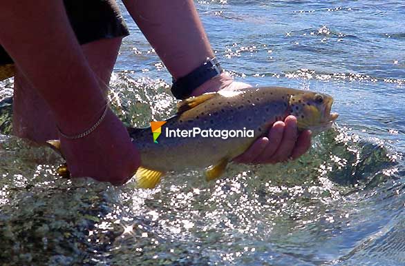 Pesca con devolucin - Junn de los Andes