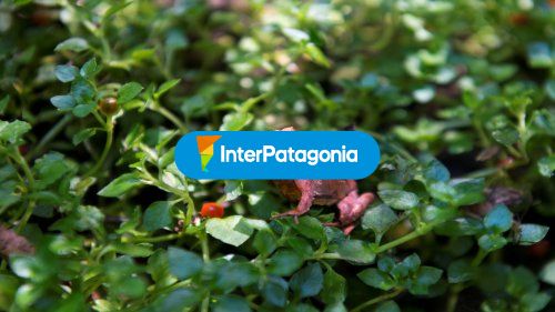 Observacion flora y fauna