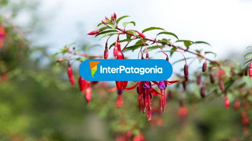 Observacion flora y fauna