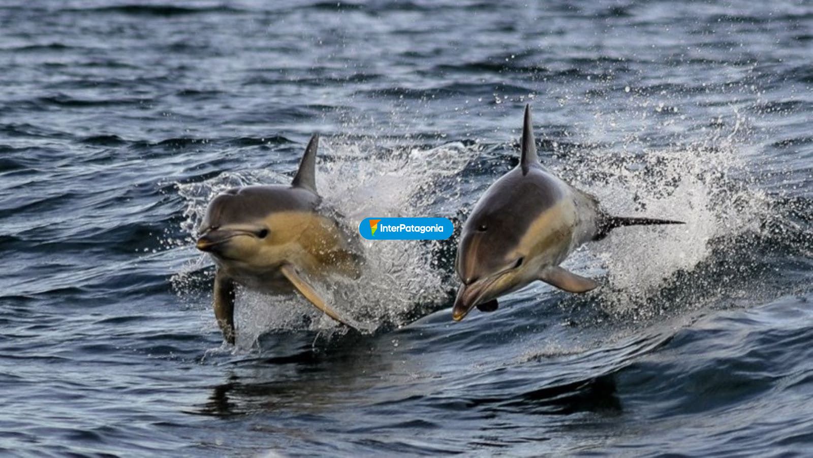 Delfines  - Las Grutas / San Antonio Oeste