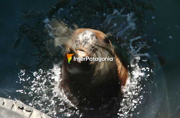 Lobito en el puerto - Las Grutas / San Antonio Oeste