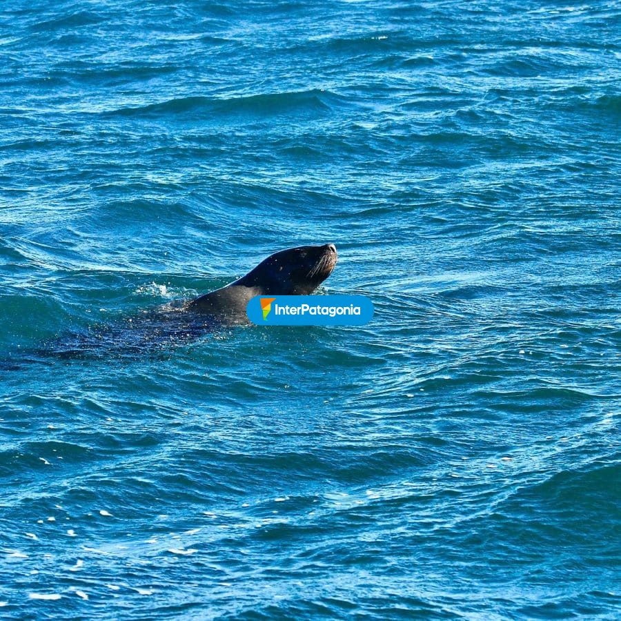 Lobito marino - Las Grutas / San Antonio Oeste