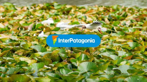 Flora y fauna