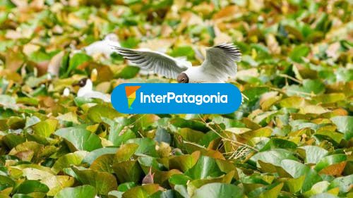 Flora y fauna