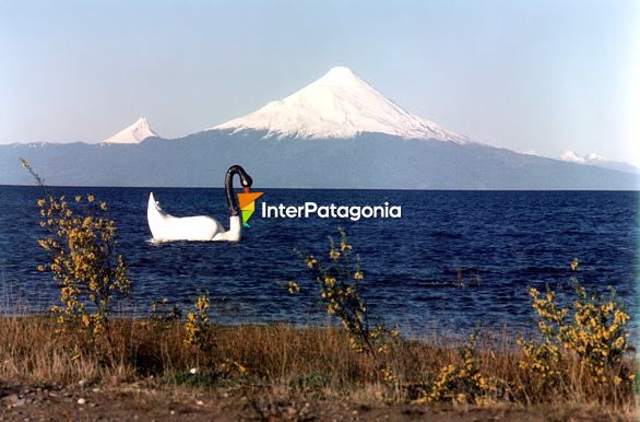 Lago Llanquihue y estatua de cisne de cuello negro - Llanquihue