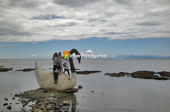 Cisnes de lago - Llanquihue