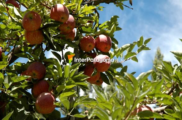 Manzanas del Valle