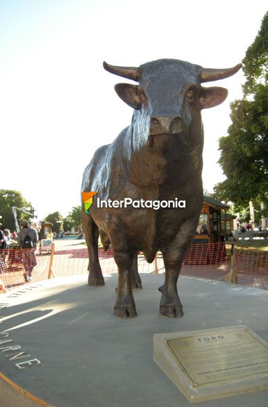 El toro en la plaza - Osorno