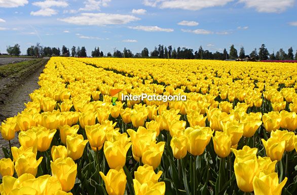 Millones de tulipanes
