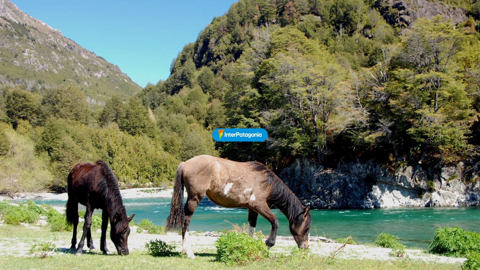 Caballos a la orilla del rio - Alto Palena