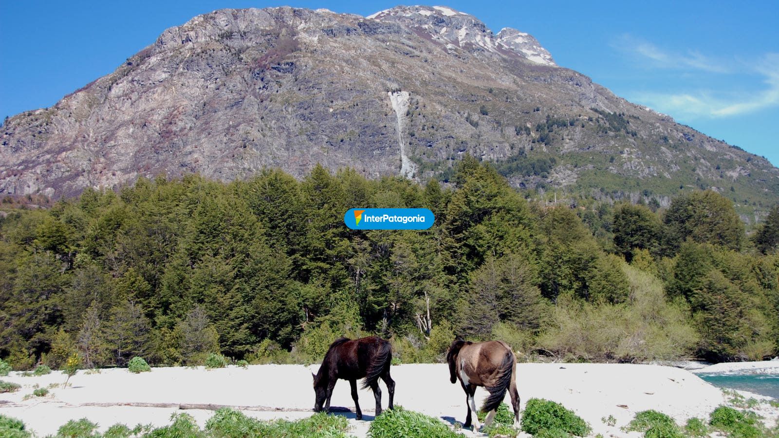 Caballos palena - Alto Palena