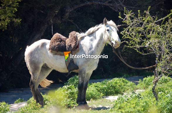 Bello animal de Palena - Alto Palena