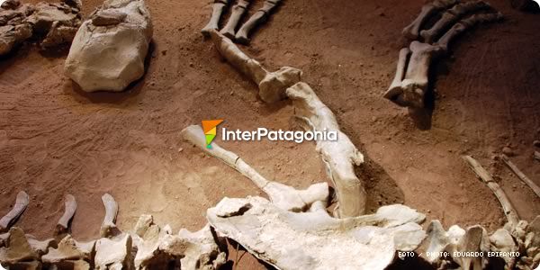 Dinosaurios y restos fósiles en la Patagonia Argentina
