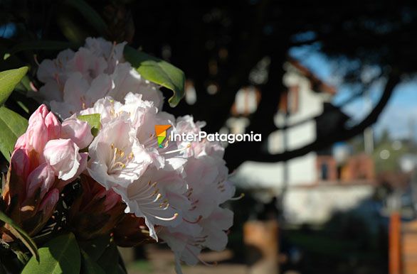 Flores en la plaza - Panguipulli