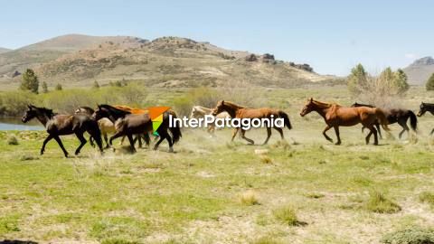 Cabalgata en Bariloche