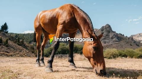 Cabalgata en Bariloche