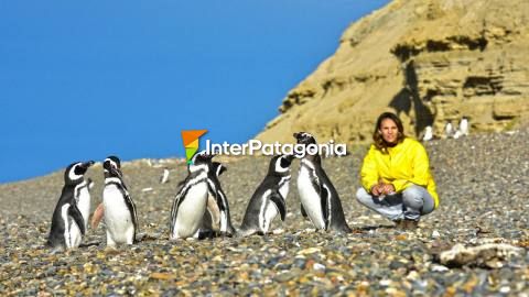 Penguin colony in Punta Ninfas