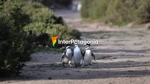 Colonia de pingüinos en Punta Ninfas