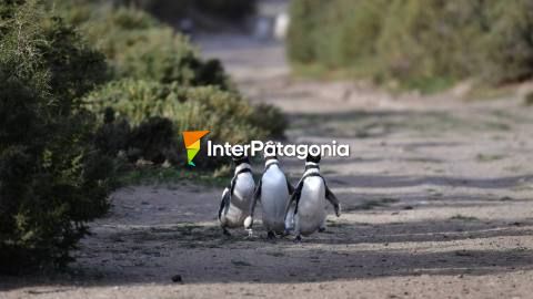 Penguin colony in Punta Ninfas