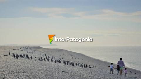 Penguin colony in Punta Ninfas