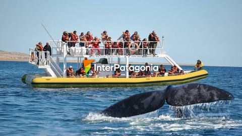 El privilegio de observar a la ballena franca austral