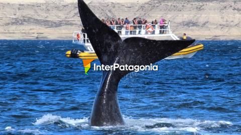 El privilegio de observar a la ballena franca austral