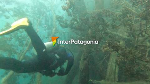 Buceo en el lago Correntoso