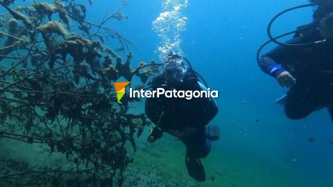 Buceo en el lago Correntoso