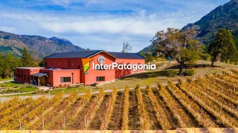 Patagonian Wines: a sensory journey