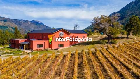 Patagonian Wines: a sensory journey