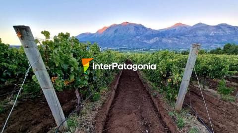 Patagonian Wines: a sensory journey