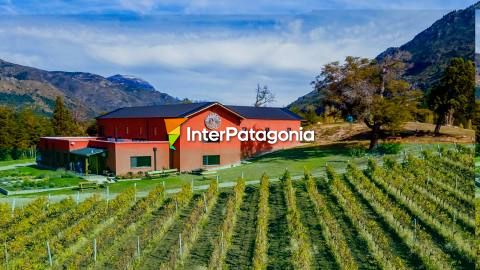 Patagonian Wines: a sensory journey