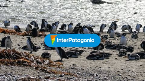 Penguin colonies