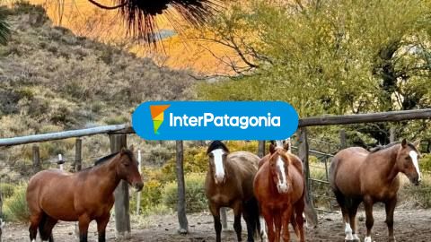 Estancia El Sauzal: cabalgatas por la estepa de Pichileufú