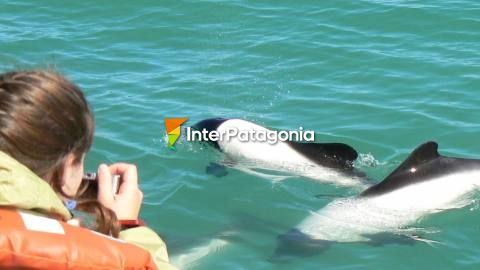 Commerson's dolphin watching in Rawson