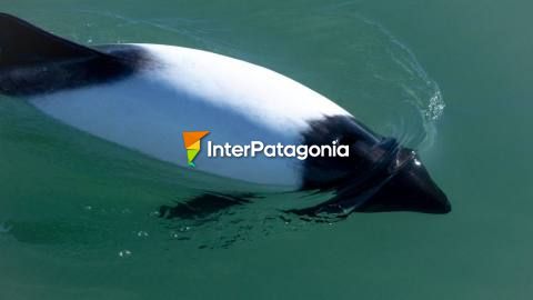 Commerson's dolphin watching in Rawson