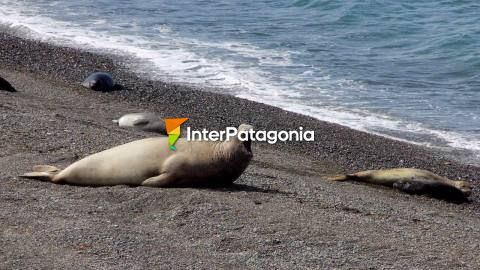 El faro de Punta Delgada y sus elefantes