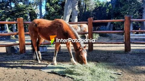 Cabalgando en Villa Traful