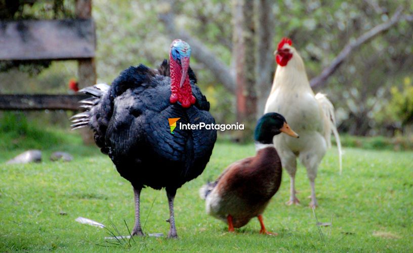 Aves de campo