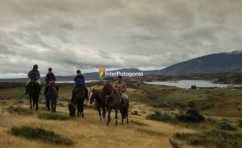 Horses with various characters