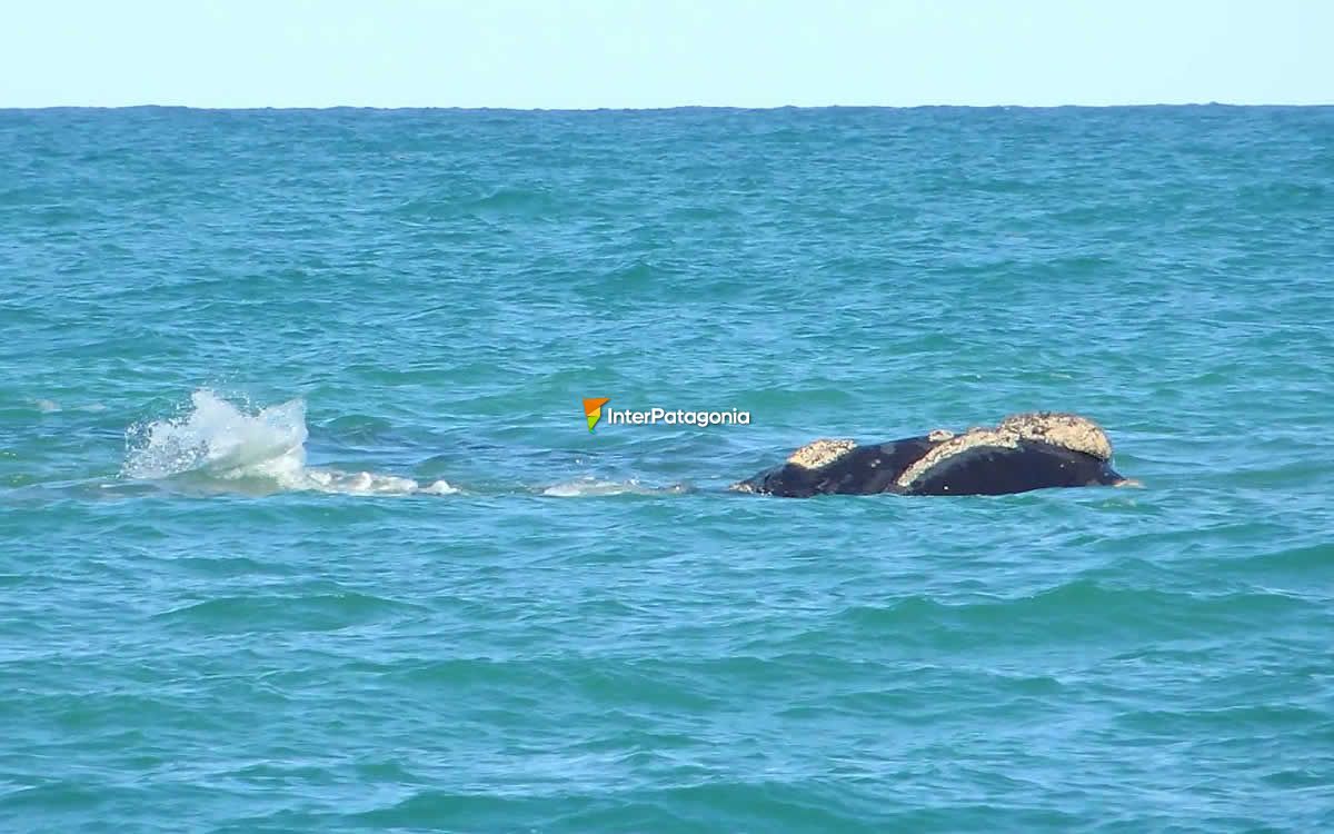 Southern right whale