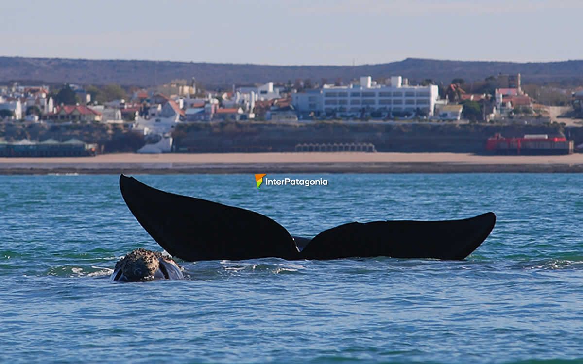 Avistaje de ballenas en Las Grutas