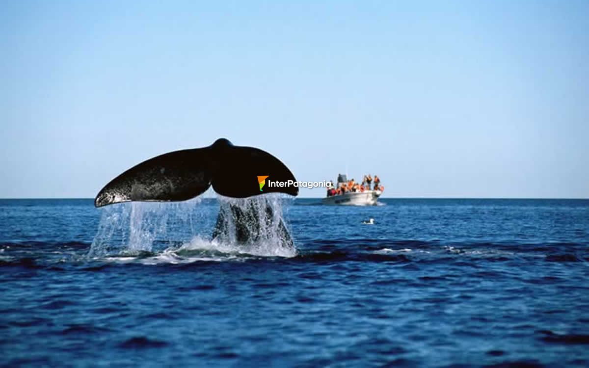 Whale Watching in Las Grutas