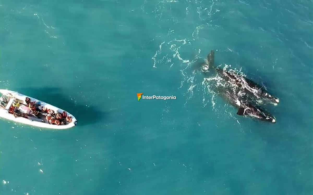 Avistaje de ballenas en Las Grutas