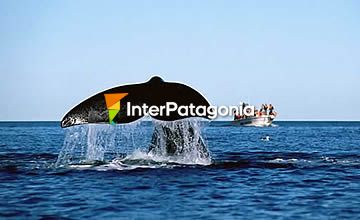 Avistaje de ballenas en Las Grutas