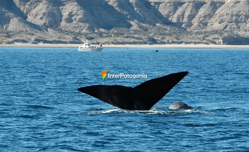 Ballenas y visitantes