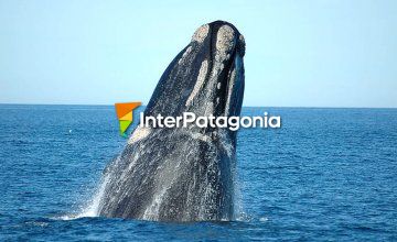 Whales at Puerto Madryn